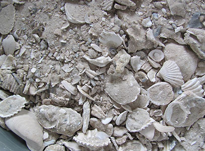 Fossilized Molluscs