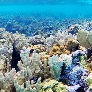 Underwater photo of coral reef